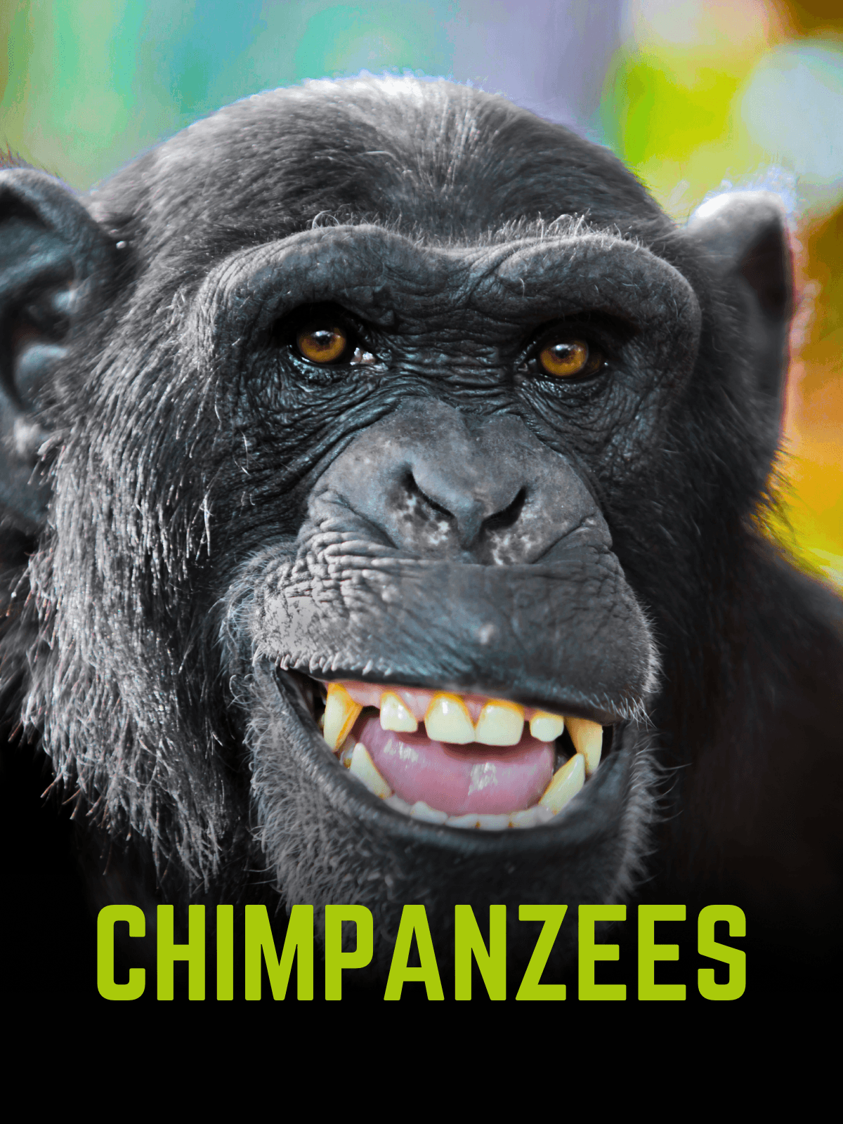 All The Answers: Chimpanzees